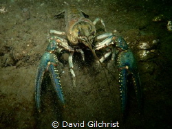 A Virile Crayfish, one of nine species found in Ontario, ... by David Gilchrist 